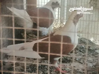  29 حمام للبيع
