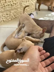  11 ‎ للبيع: جراء شيواوا صغيرة الحجم – شكل فاخر