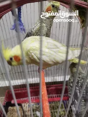  20 عصافير كوكتيل للبيع
