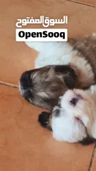  13 1 month old female puppies for sale