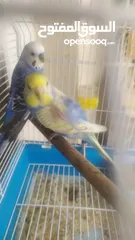  2 Ready to egg adult Budgies