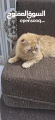  9 Persian cat