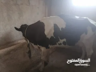  4 ابقار للببع بسعر مناسب