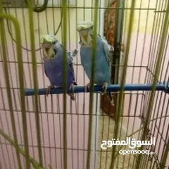  2 طيور حب هاجرمو