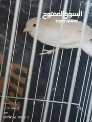  3 طيرتين كنار للبيع اقرا الوصف