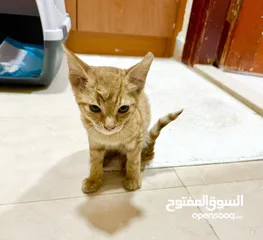  1 قطة صغيرة للتبني (مجاناً ) - kitten for  adoption (free)