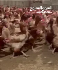  3 دجاج بياض للبيع