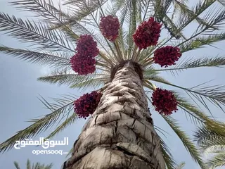  25 صيانه نخيل بكل اشكاله  وانواعه وبشتى الطرق