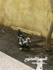  3 بط بلدي للبيع