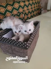  2 متاح قطط سكوتش ستريت  عدد ثلاثة صحه عمر 47 يوم
