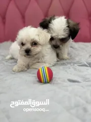  3 Havanese puppy