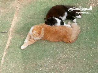  1 بيع قطط شيرازي السوداء انثى والشقراء ذكر ع سعر 500 الثنتين
