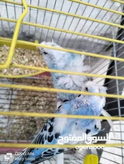 8 جوز طيور إنجليزي مفتل مع قفص بسعر مغري