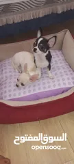  14 Chihuahua puppies