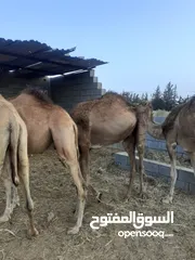  6 جمال قعدان