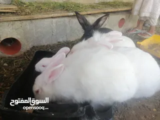  7 بيع أرانب مختلفه الاعمار