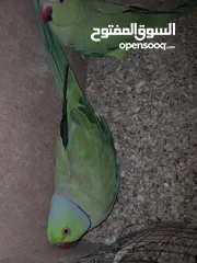  4 جوز شغال عصافير ضره جامبو مع افراخو 160
