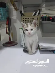  2 قطط شهر واحد من العمر