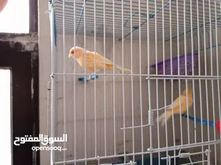  2 جوز اناثي كنار للبيع