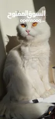  10 قطة شيرازي بيضاء للتبني