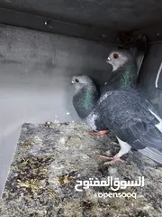  1 جوز حمام مغبرات