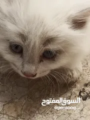  4 قطط عدد 4 للبيع مع الام عمر اقل من شهرين