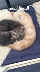  4 Male perishing kitten