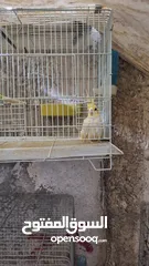  1 انثى كوكتيل وفرخ عمر 6 شهور
