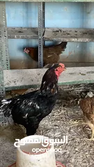 1 فرخ جاج بلدي ممتاز