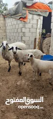  1 عنم قبرصي الاصلي