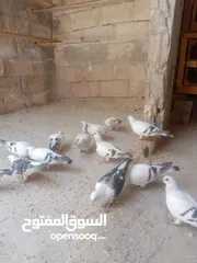  1 الصلاة على النبي افراخ للبيع في الموقر
