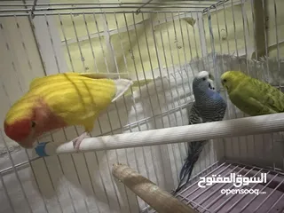  1 2 budgies and one lovebird un-taimed