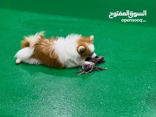  16 كلب بومرينيان فوكس فيس ذكر pomeranian  dog fox face male 5 month