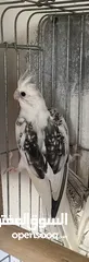  2 كوكتيل كريمي