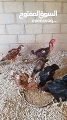  12 دجاج بكستاني