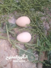  3 أنثى طير شنار للبيع أنثى طير شنار للبيع أنثى طير شنار للبيع أنثى طير شنار للبيع أنثى طير شنار للبيع