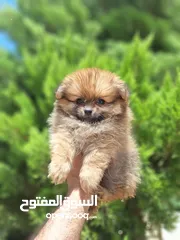  6 بومارينيان تيكب أصغر حجم مستوى عالي جدا pomeranian t_cup