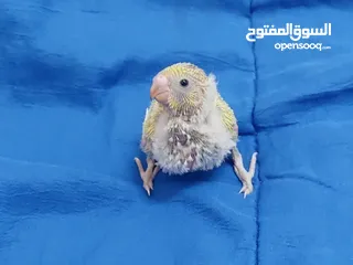  2 بادجي شغال للبيع  شوف الوصف