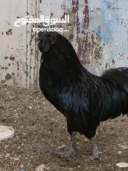  6 ديوك لمبرجيني و صيصان صحة و نظافة  بلدي للبيع