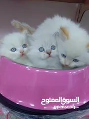  22 قطط  هملاية و شرازي  مستوى علي