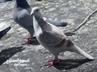  22 حمام للبيع