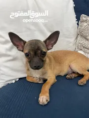  1 Chihuahua puppy