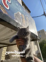  2 قطه كتن للبيع لون رمادي