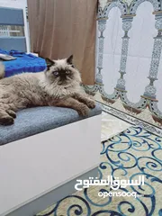  3 قط هملايا فحل