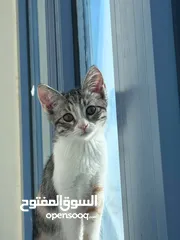  1 قطو  عمرها خمس شهور