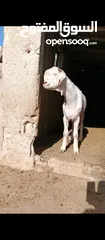  6 جدي شامي ابيض ابرص توب ثني حبتين على كل جال وثلث معزا مراح توب التوب مقنوي