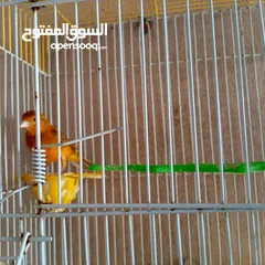  10 كنار للبيع