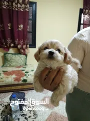  2 bichon 50يوم