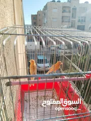  1 جوز كنار للبيع بدون قفص