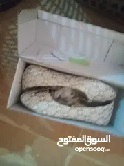  3 شروه  مشكله